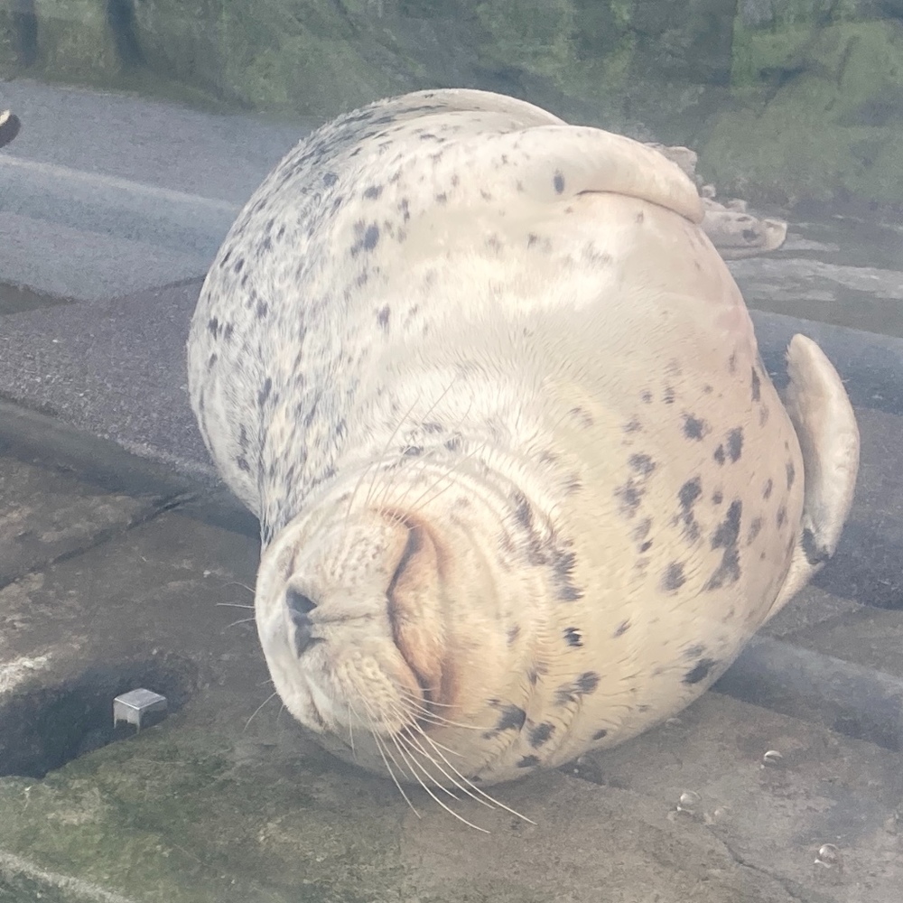 Meet your Posher, Gillian